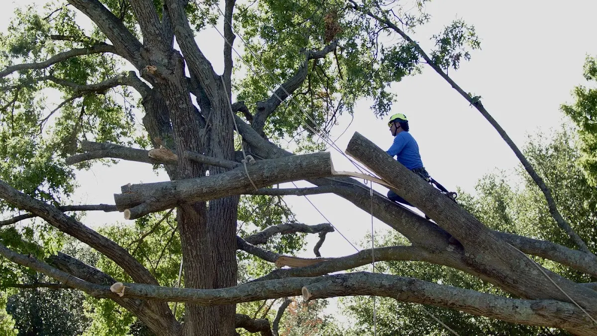 Professional Crown Thinning performed by certified arborists in Norwalk