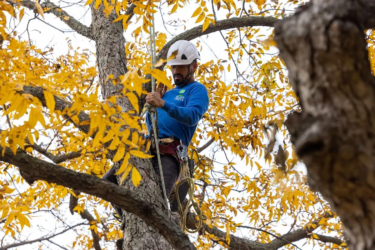 Skilled Tree Planting crew working in Norwalk